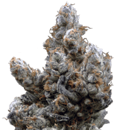 Product Melted Marshmallowz | Deli Style