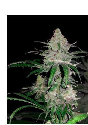 Product Lemon Lime Haze Buds