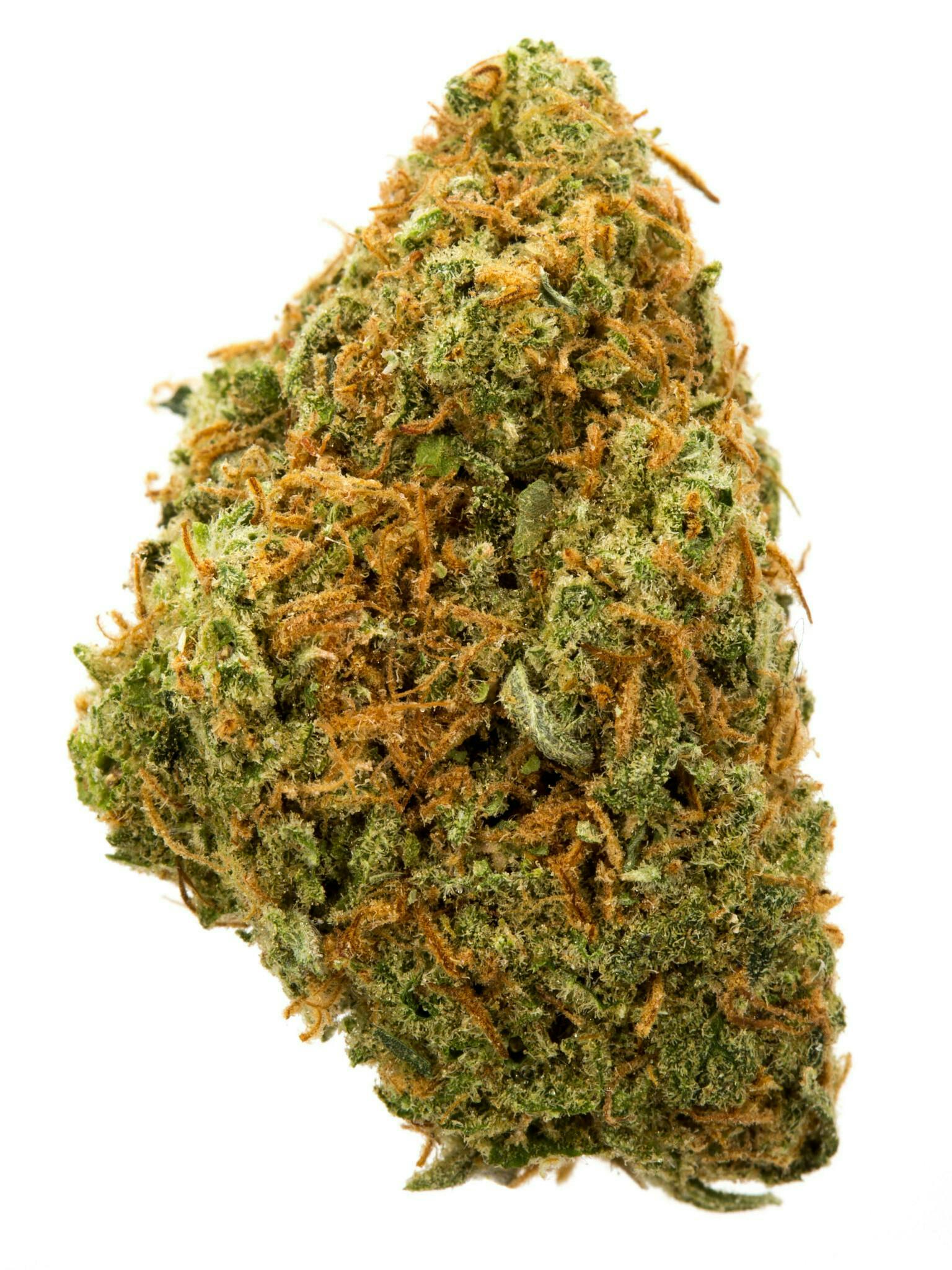 VANILLA SUNSHINE | M.I.A RUNTZ | BULK | HYBRID