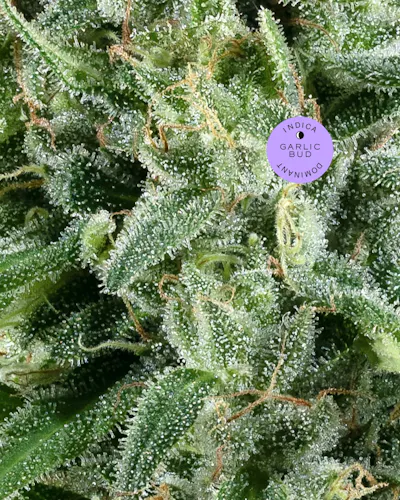 Hudson Cannabis | Flower | Garlic Bud | 3.5g-2