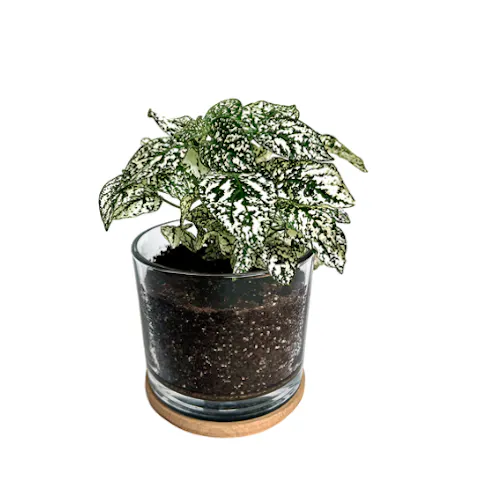 Potting Shed Creations – Houseplant Collection First Snow-1