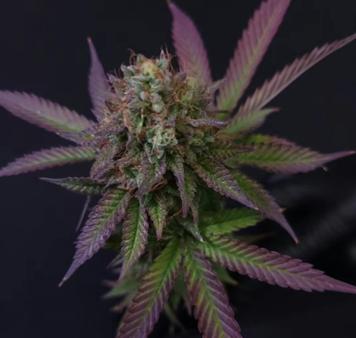 Photo of Gibby’s Garden Sugar Bomb