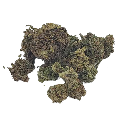 Oceana Gardens | Orange Cream Pop Prepack-2