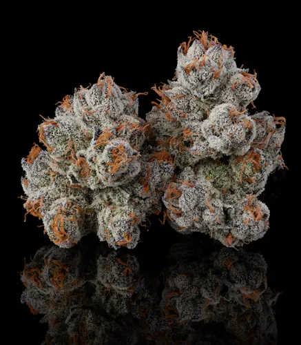 Khalifa Kush – Point Breeze – Flower 3.5g-1