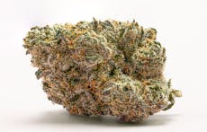 Barry Bonds | Smalls | Six Labs