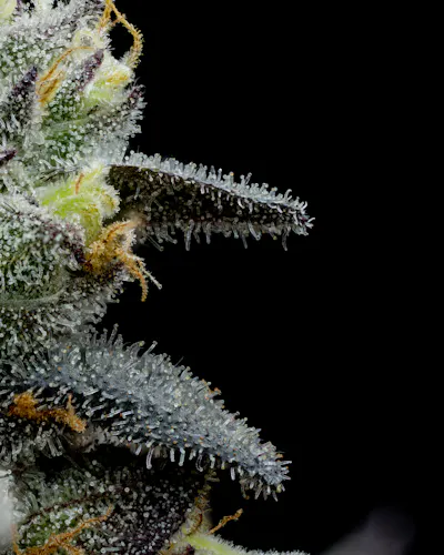 Full Tilt | Jump Man | Flower | 3.5g-4