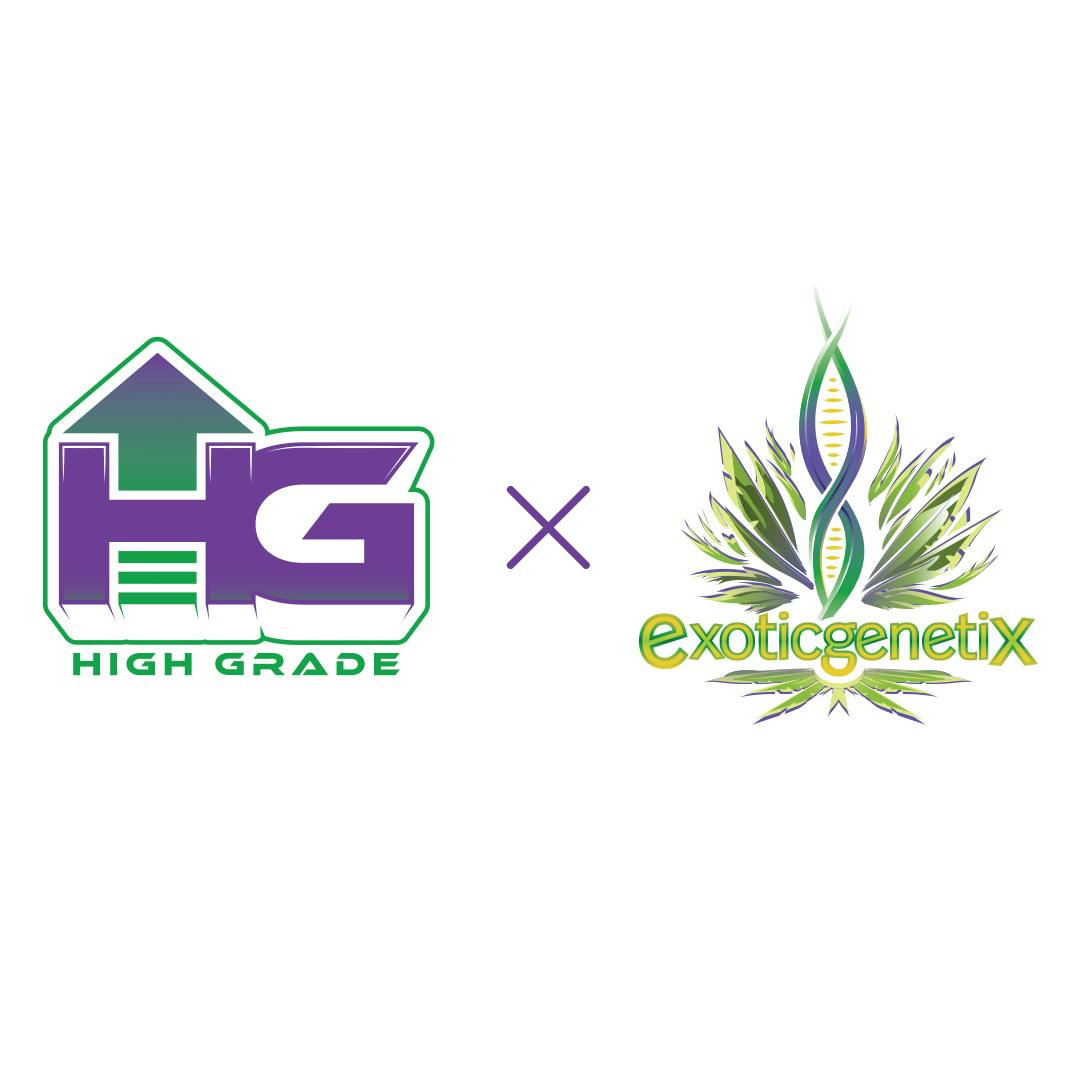 High Grade x Exotic Plasma Gas Sugar Wax Curaleaf