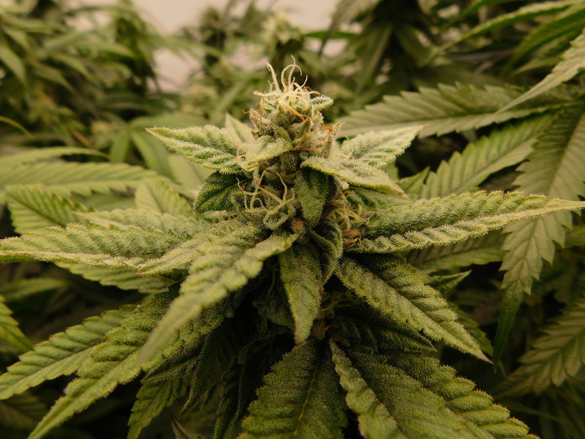 Photo of Cheezy Kush 3.5g Jar The Heirloom Collective