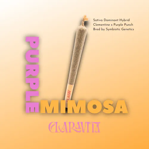 Purple Mimosa | Cone Pre-Roll |  1g-active