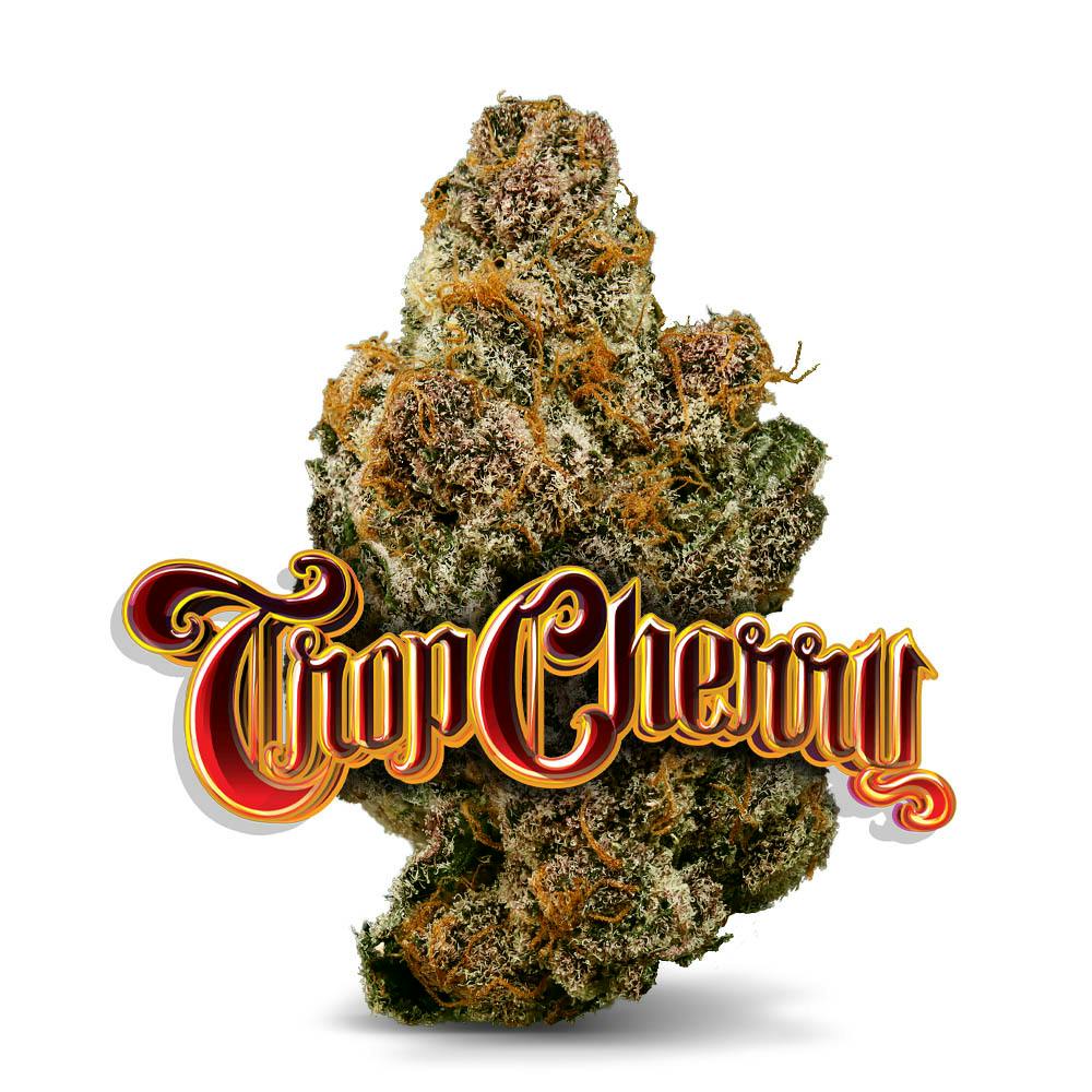 Shop Trop Cherry - Premium Flower in Bonita Springs | Jungle Boys
