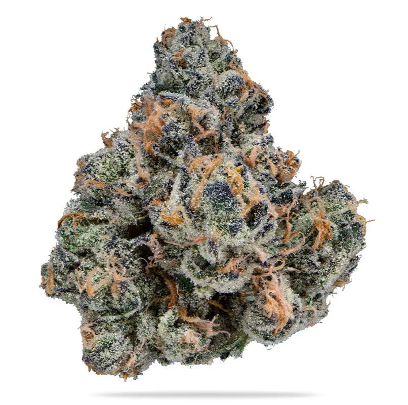 ELYSIUM | GASTRO POP | BULK | HYBRID