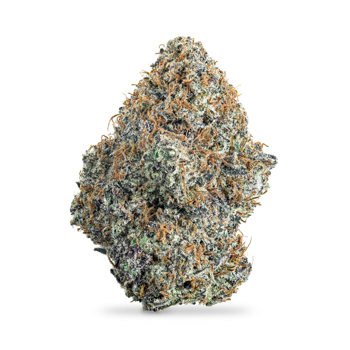 Photo of Black Maple #12