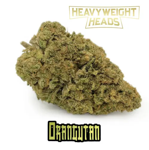 Heavyweight Heads Orangutan Prepack Rec-active