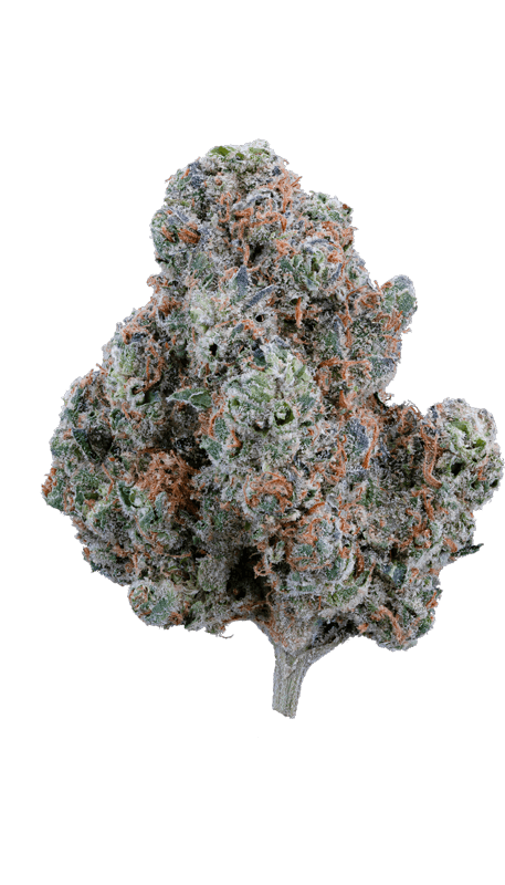 GLORIOUS CANNABIS CO. | TERPEE SLURPEE | BULK | HYBRID