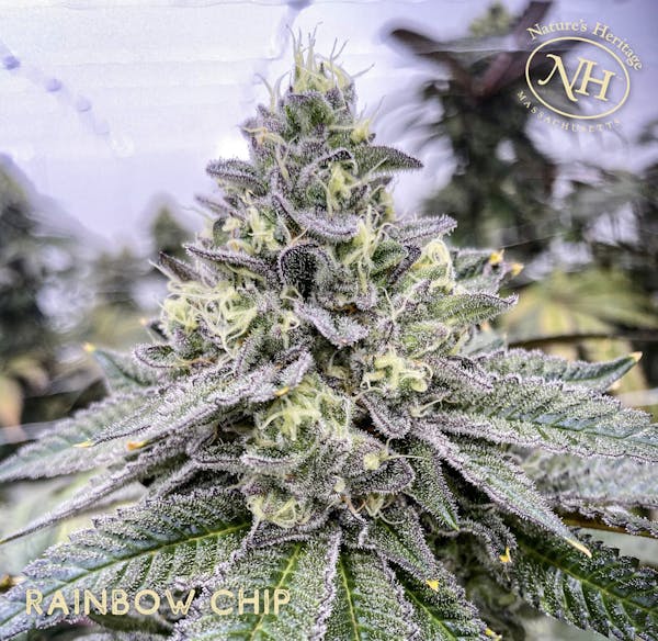 Rainbow Chip 3.5g