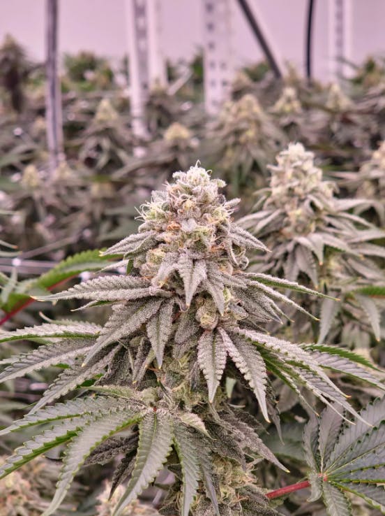 Product: OMG Farmer's Friend | Star D | Flower - 3.5g