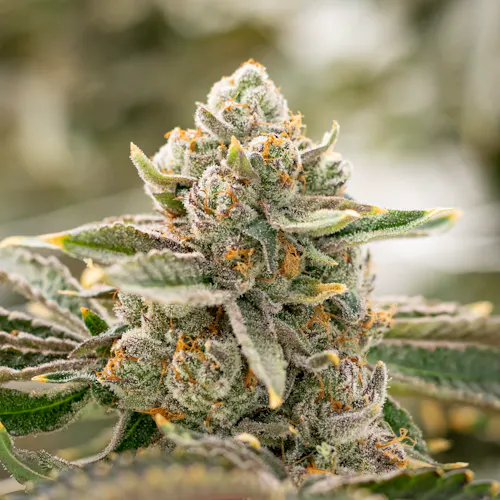 Uva Fuel | 3.5g-active
