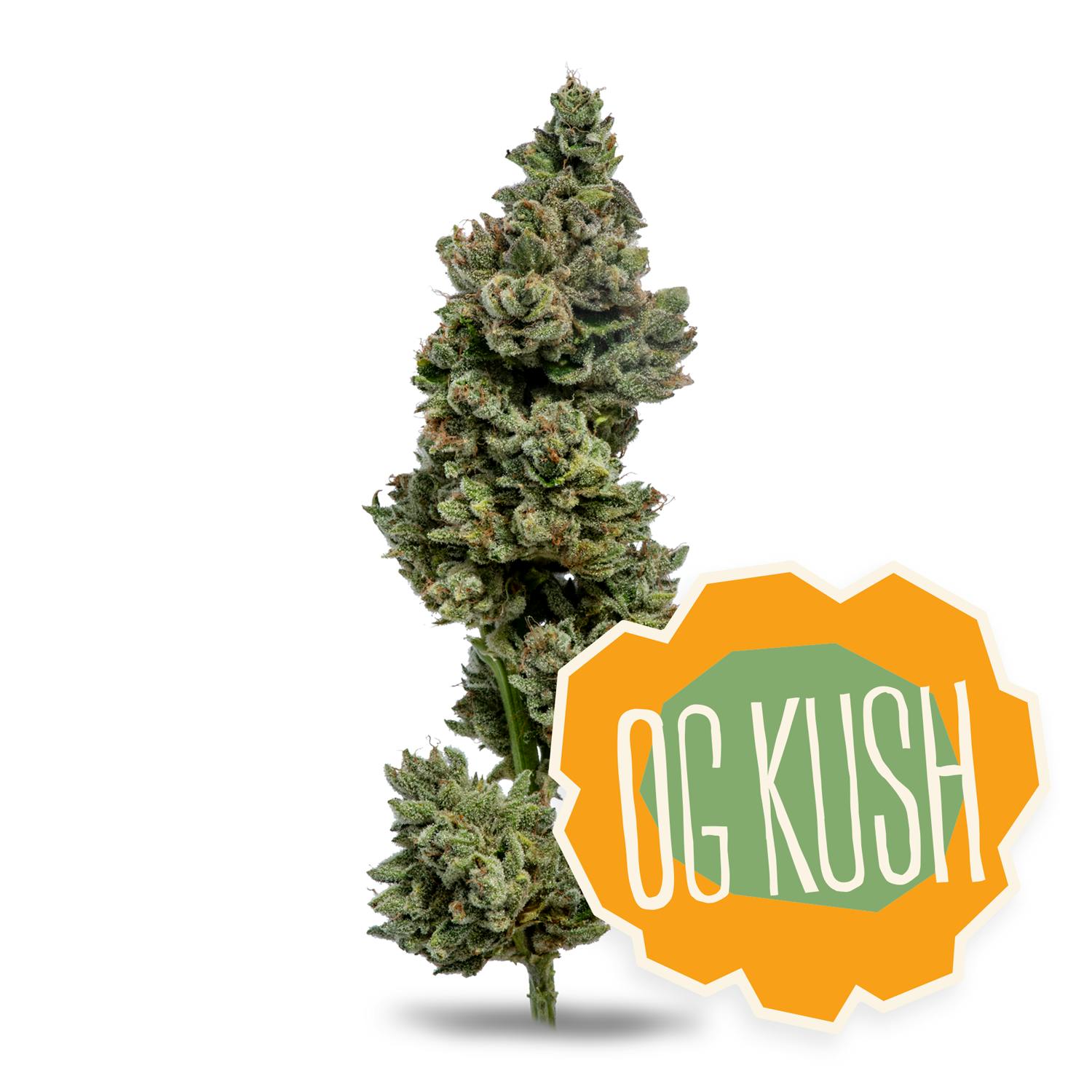 Shop District Cannabis OG Kush in Hagerstown | DISTRICT