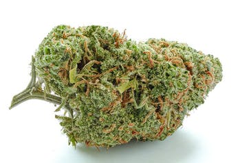 Pie Pop | Mitten Distro