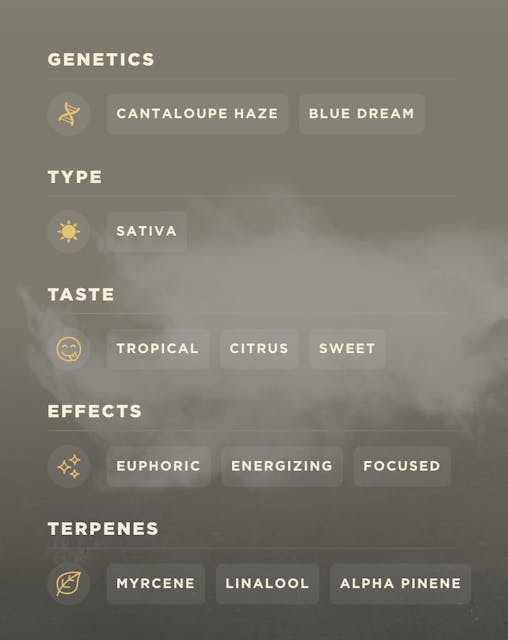 Cantaloupe Dream (S) | 2g | Disposable | Vape |  DIME - Image 2