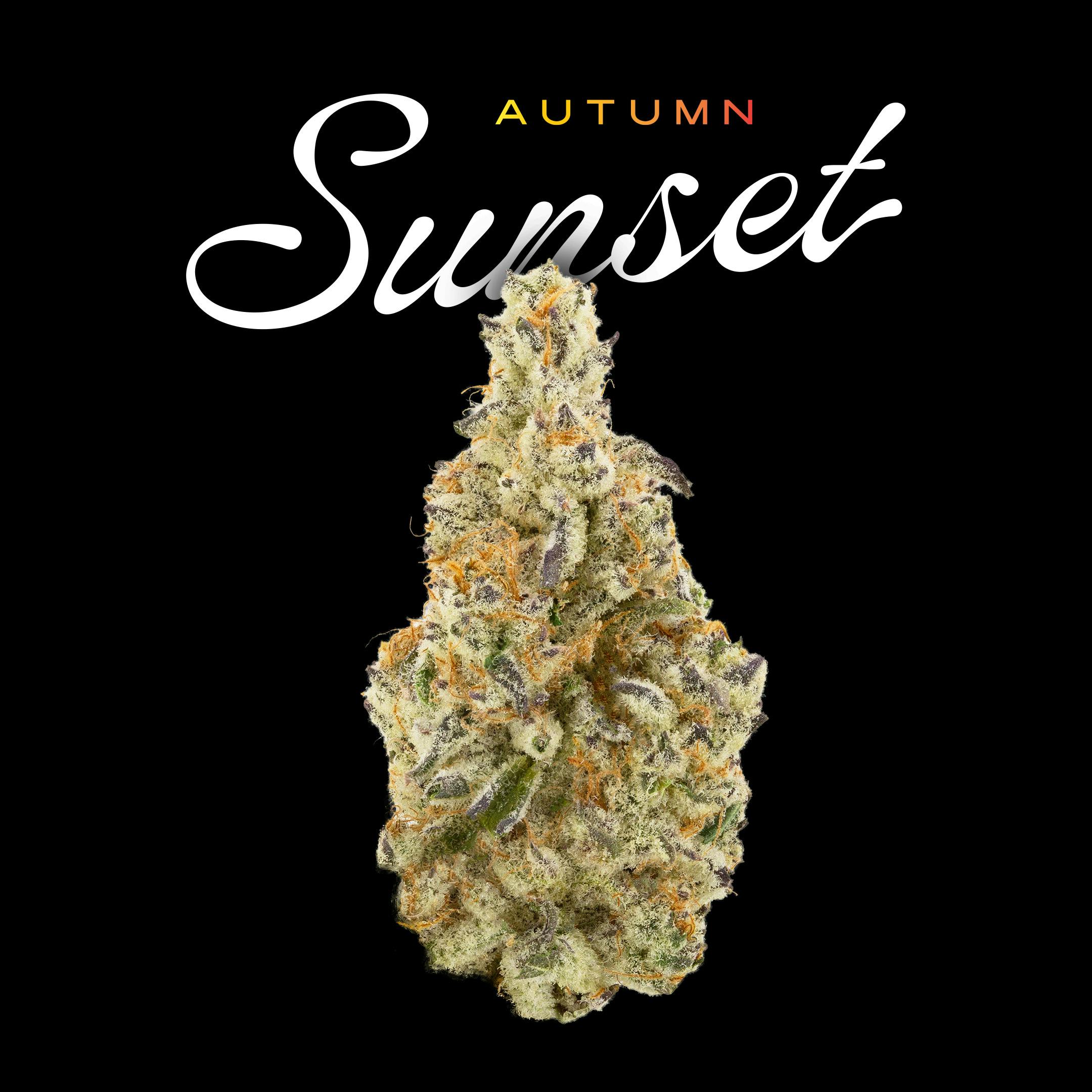 Uplyfted Cannabis Co. UPLYFTED | AUTUMN SUNSET | BULK | HYBRID — FLOWER
