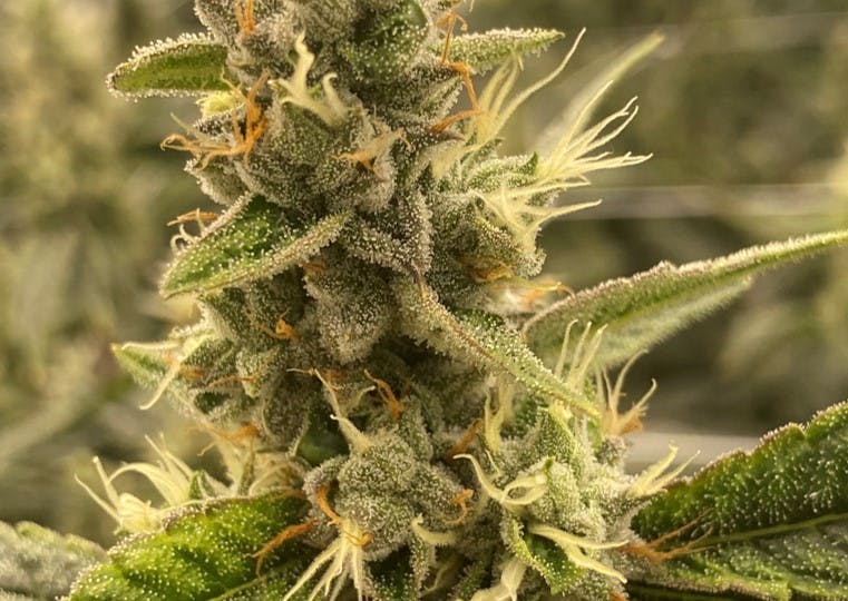 Photo of Black Garlic 3.5g Small Buds