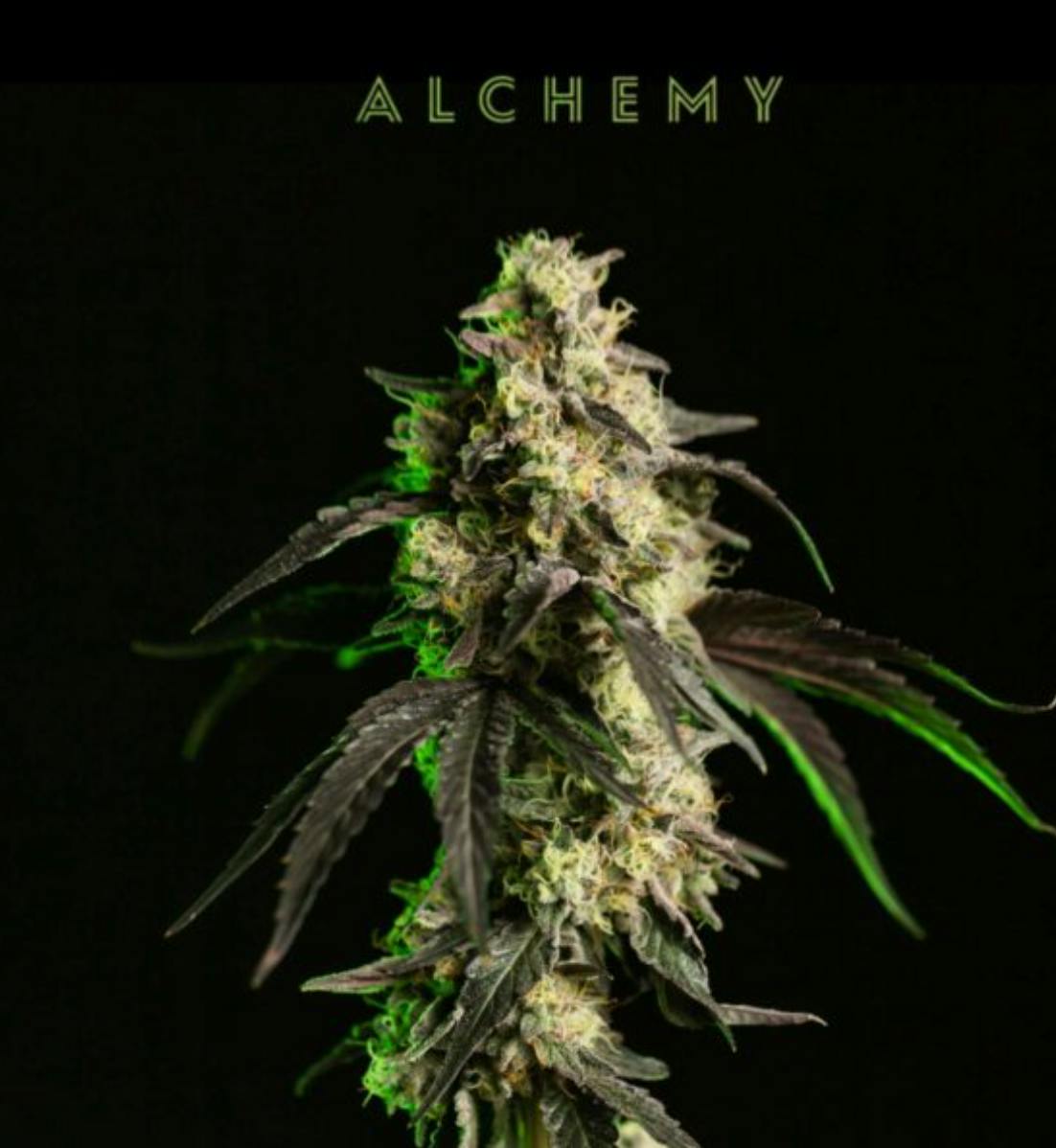 Product Alchemy - Applescotti Smalls (14g)