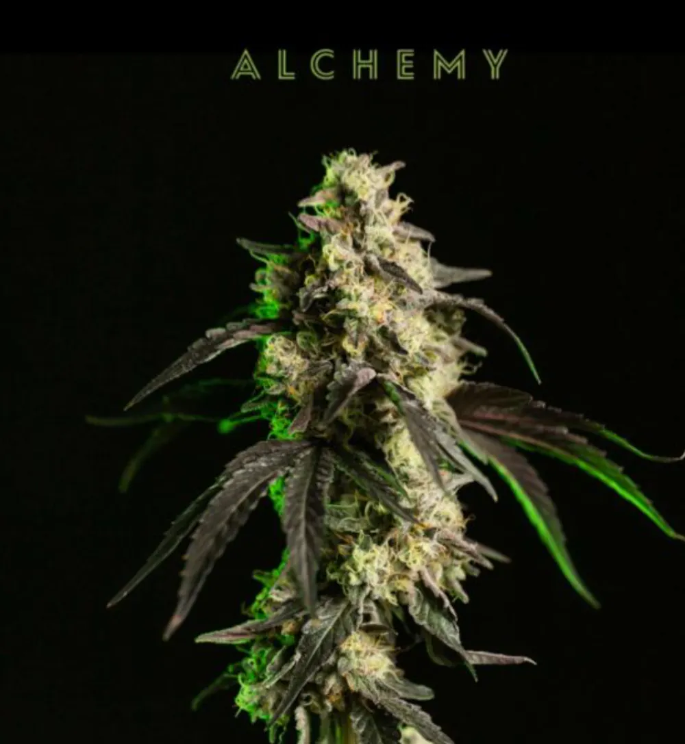 Product Alchemy - Applescotti Smalls (14g)