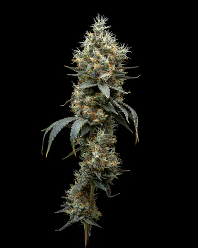 Full Tilt | Blunt Pre-Roll | Peach Milano | 1g-1