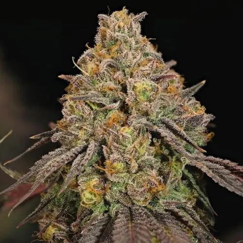 Royal Queen Seeds | Legendary OG Punch Feminized Photoperiod | 3PK Seeds-active