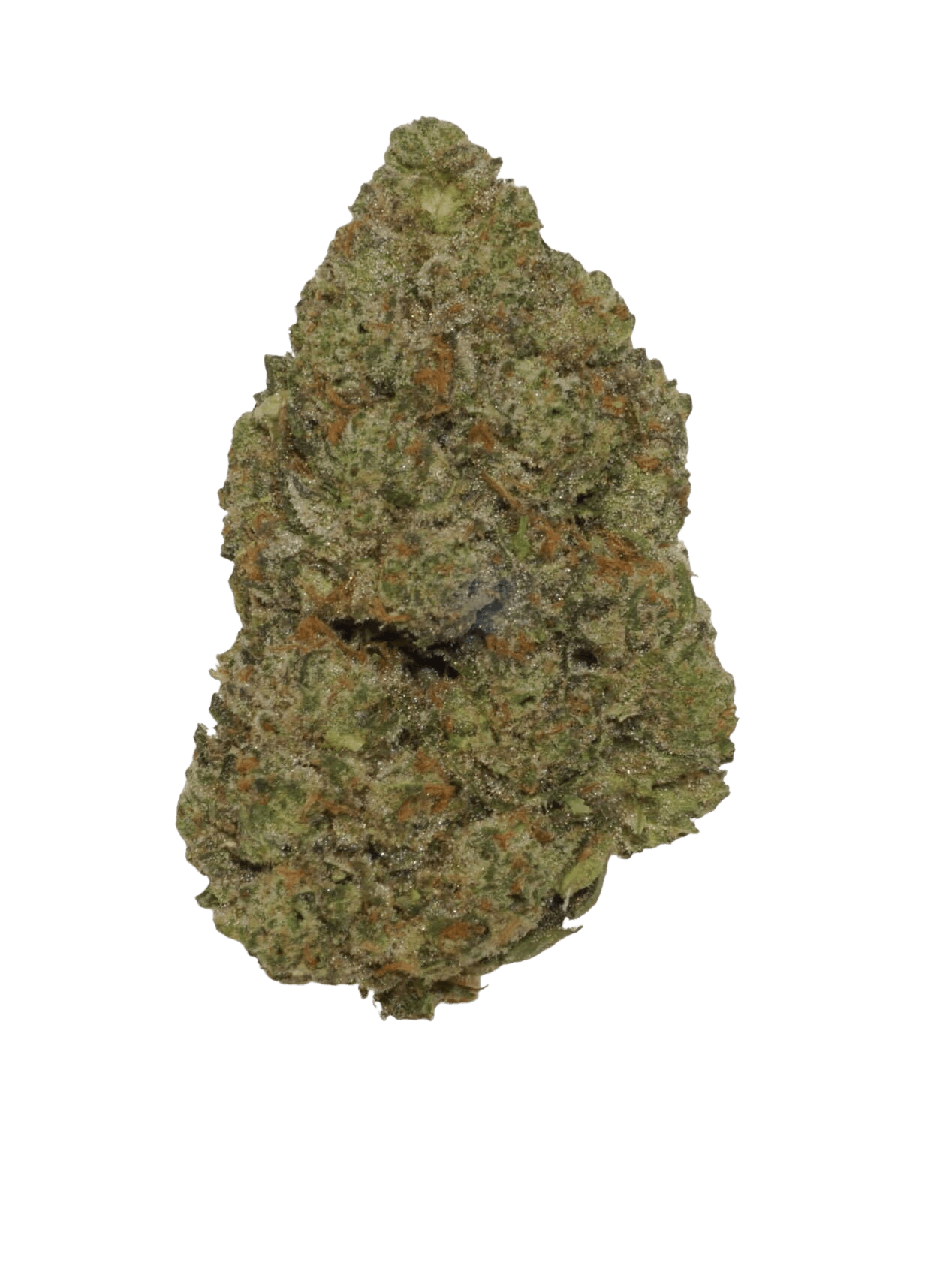 image of Jokerz 31