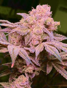 Product Bosscotti Buds