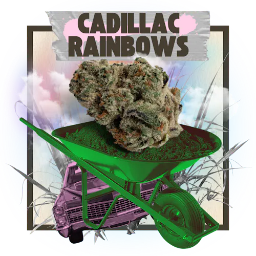 Belushis Farm | Cadillac Rainbows-1
