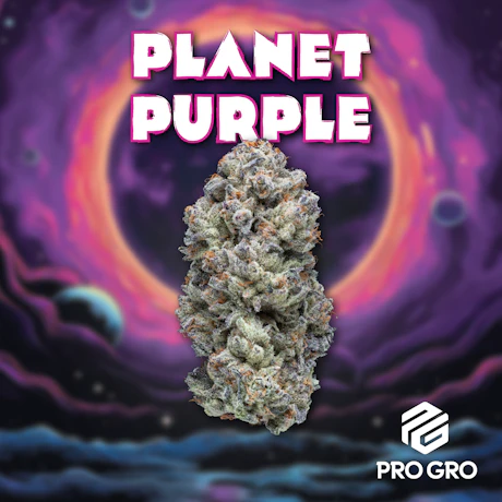 Planet Purple 1g Pre-Roll - product image at King of Budz