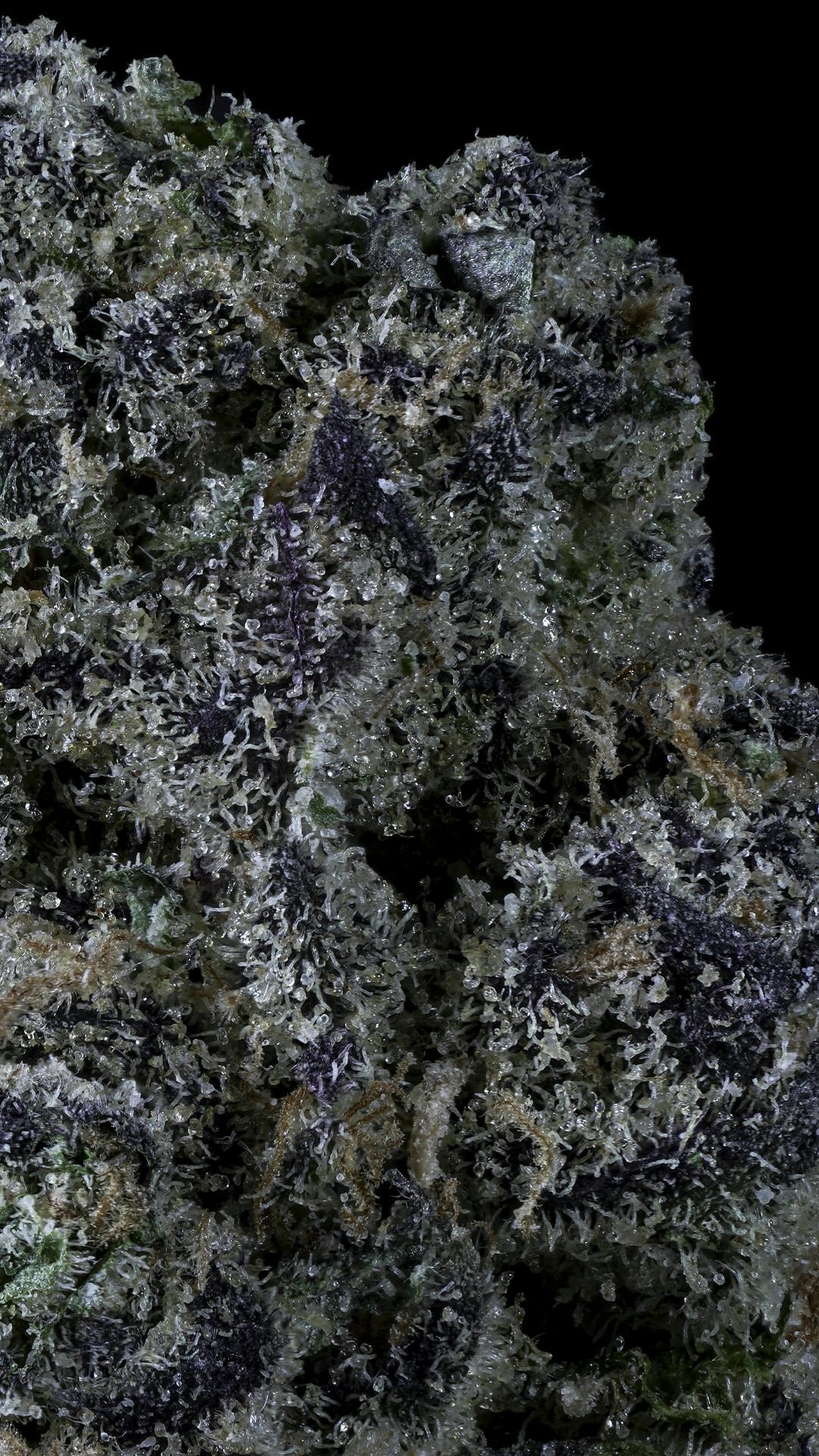 Photo of Prolific Grow House l Black Velvet l 3.5g