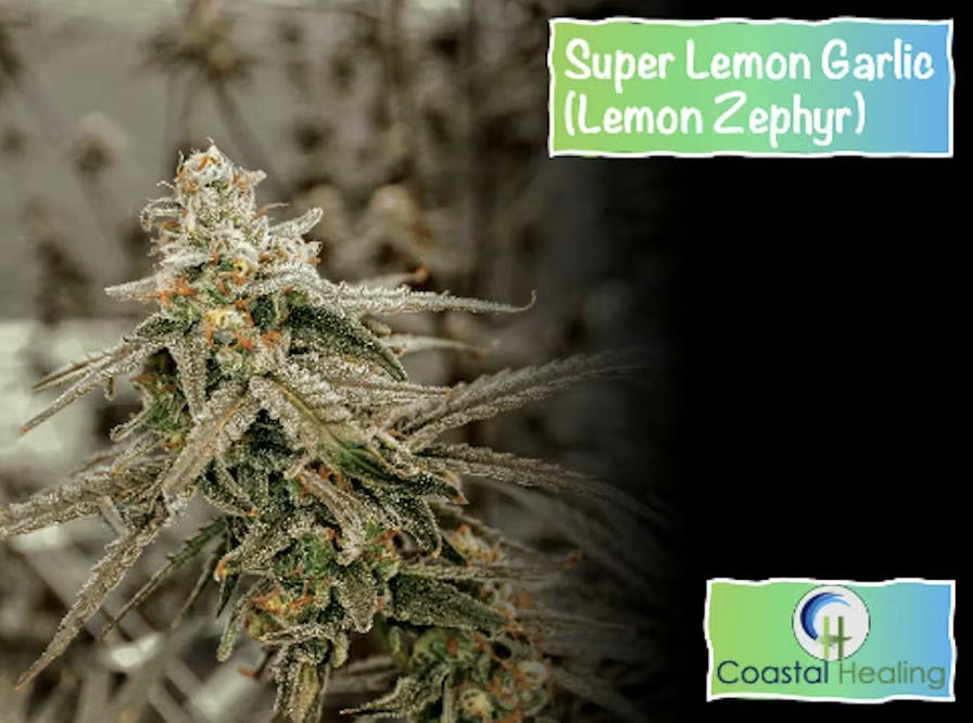 Product Lemon Zephyr - Flower