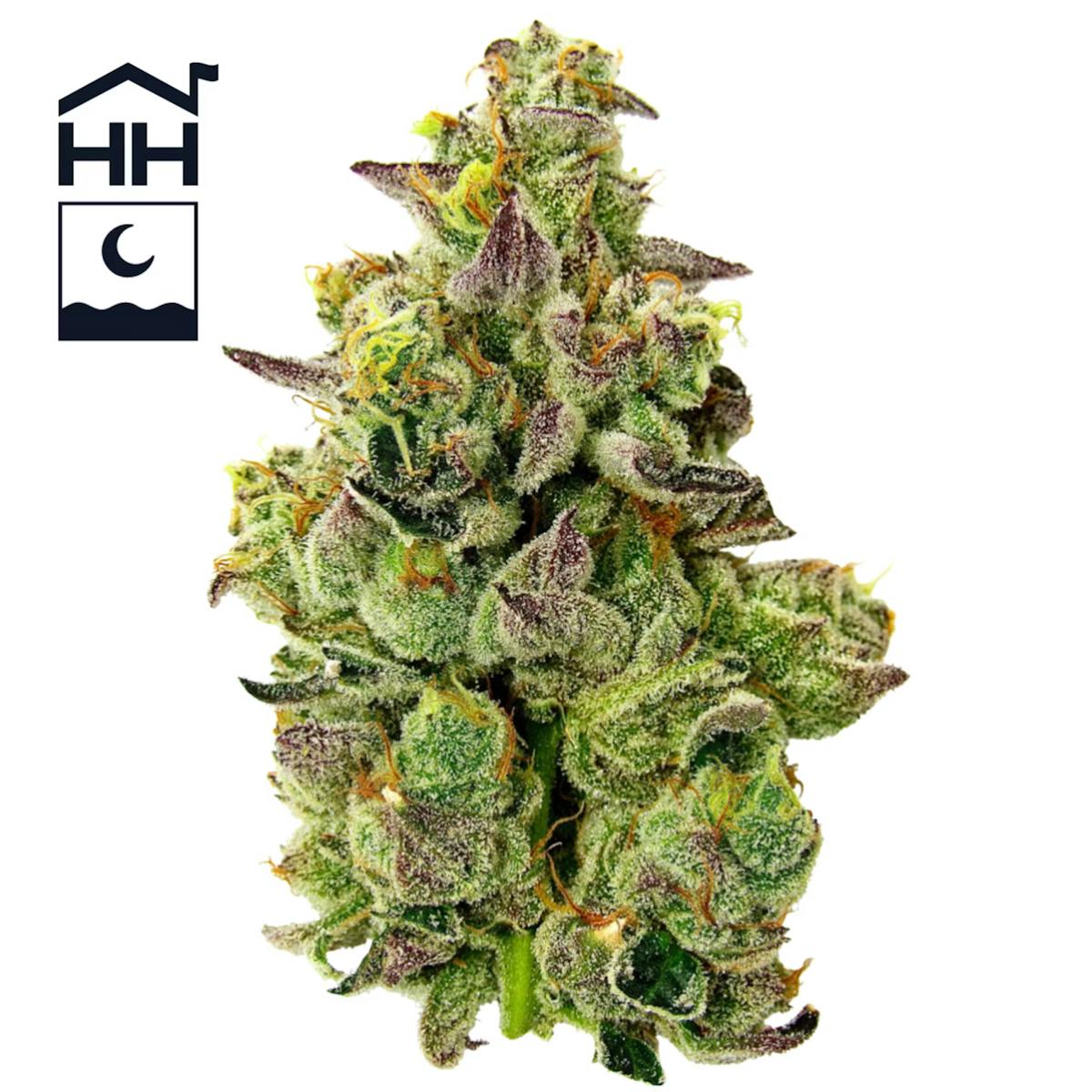 Image of GMO | 3.5g