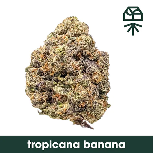 Grassroots | Flower | Tropicana Banana (H) | 3.5g-1