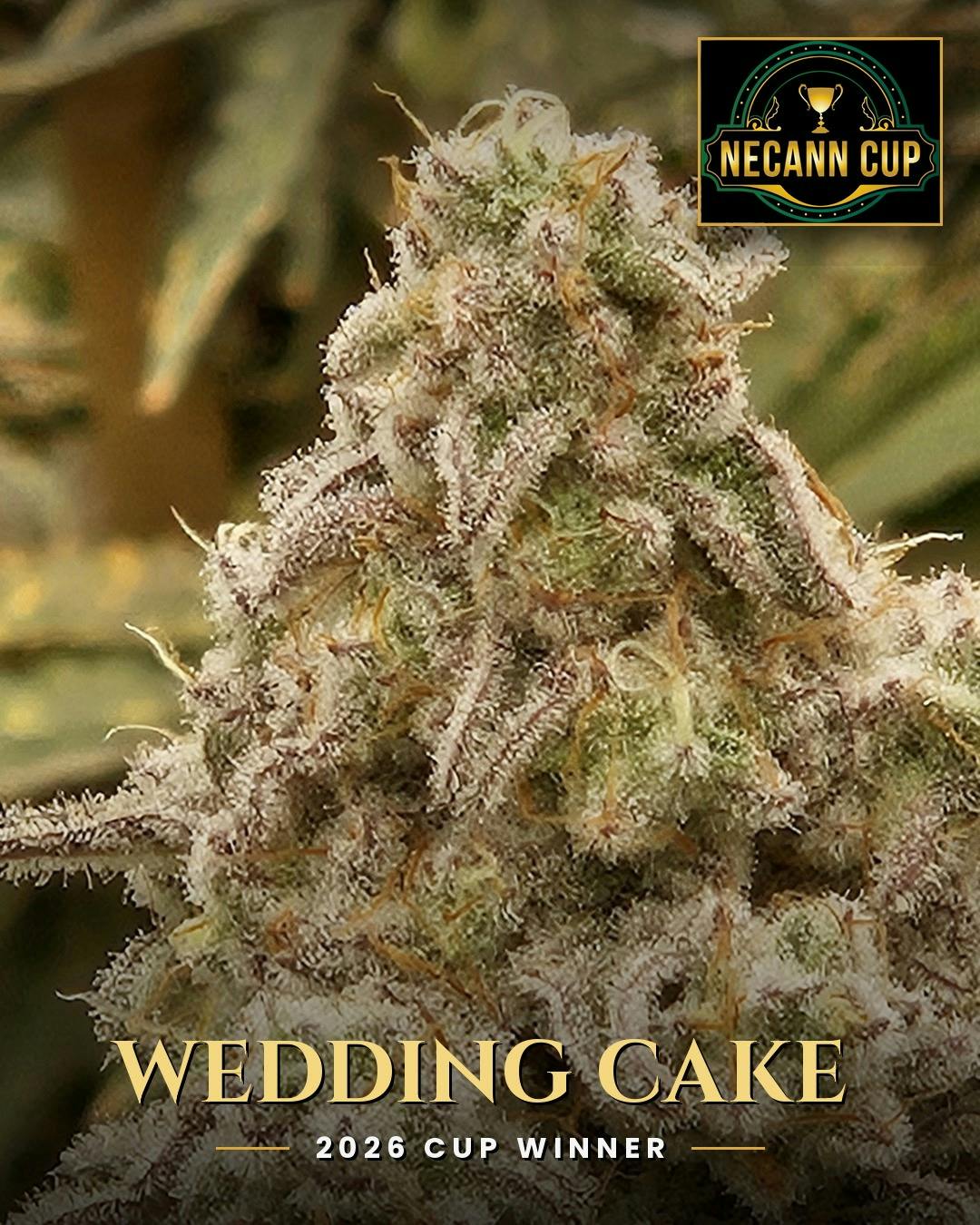 Evergreen Industries Wedding Cake - Redi Cannabis Dispensary in MA