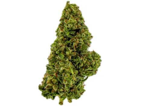 Live | Orange Crazy Train | Flower-1