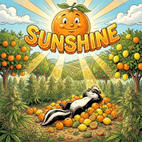 DELI - Sunshine - product image at King of Budz