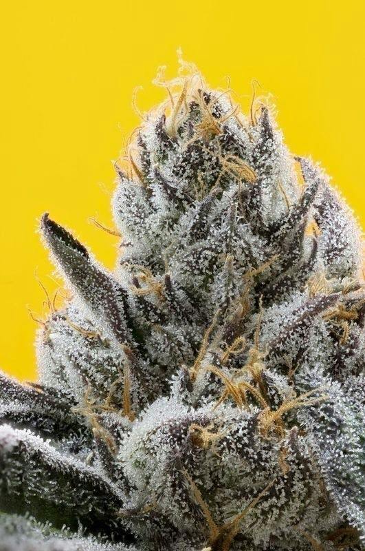 The Sweeties #7 Hybrid by 710 Labs – Flower at Gatsby Cannabis