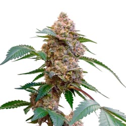 Pink Kush Feminized Seeds - 5 Pack