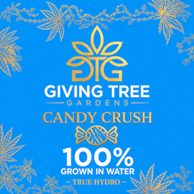 DELI - Giving Tree - Candy Crush - FLOWER by Giving Tree Gardens at King of Budz