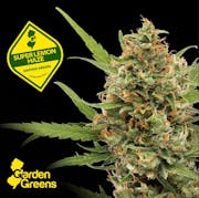 Garden Greens Super Lemon Haze 3.5g - Casa Verde - Garden