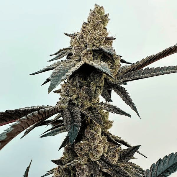 Canapa Valley Farms - Falconz - 28g