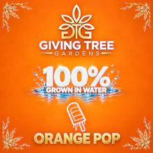 DELI - Giving Tree - Orange Pop - FLOWER by Giving Tree Gardens at King of Budz