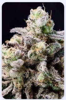 Product Green Apple Tangie Buds