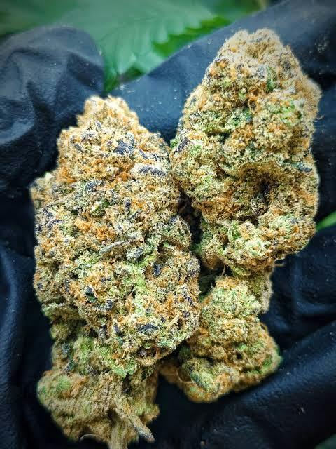 BHL | Bulk Bud - Oreo Big Stuff