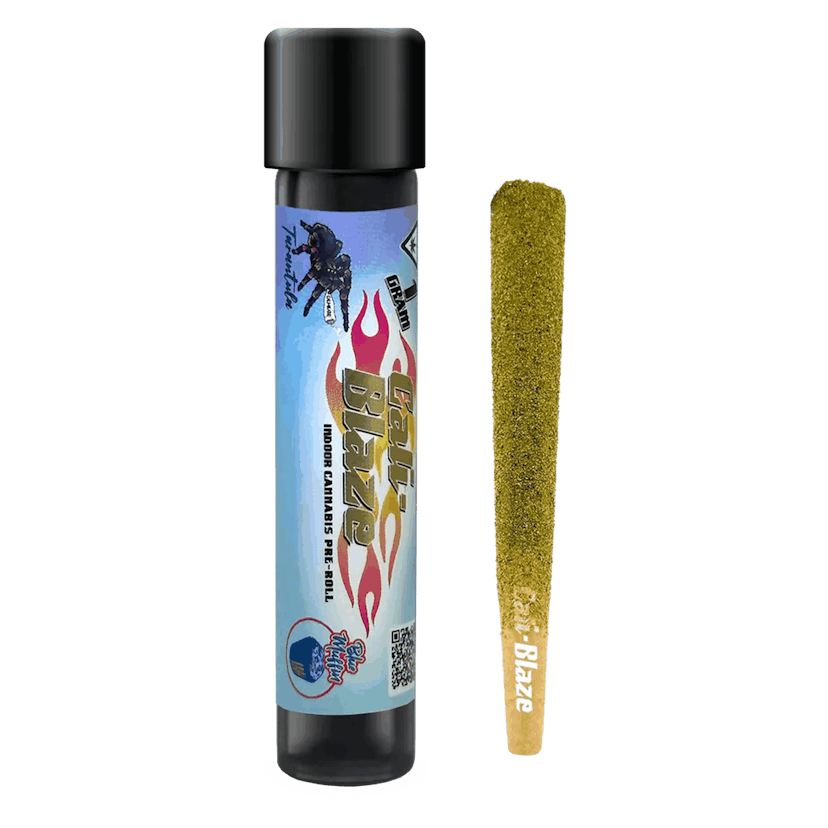 Blue Muffin Tarantula | 1g